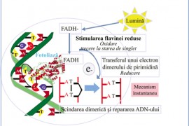 Fotoliaza și filtrele UV în tratamentul keratozelor actinice